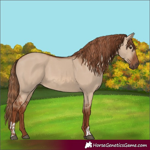 Horse Color:Red Dun and Red Dun