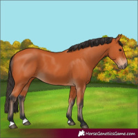 Horse Color:Bay 
