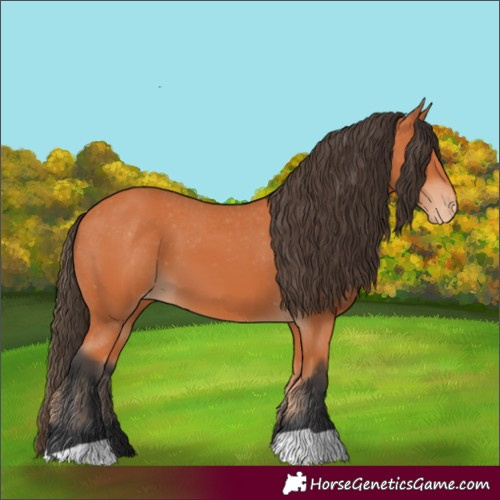 Horse Color:Bay Appaloosa 