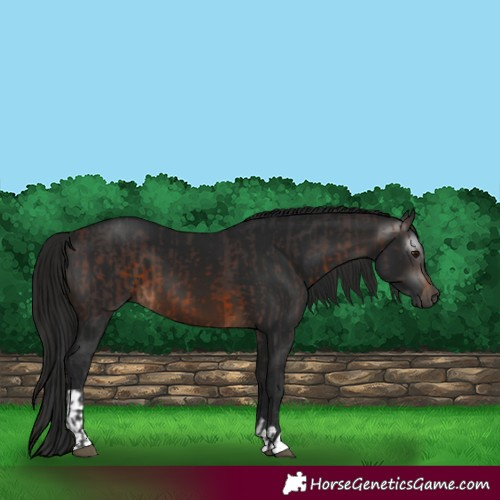 Horse Color:Brown  and Gray Brown 