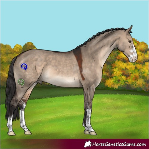 Horse Color:Brown Dun Sabino 