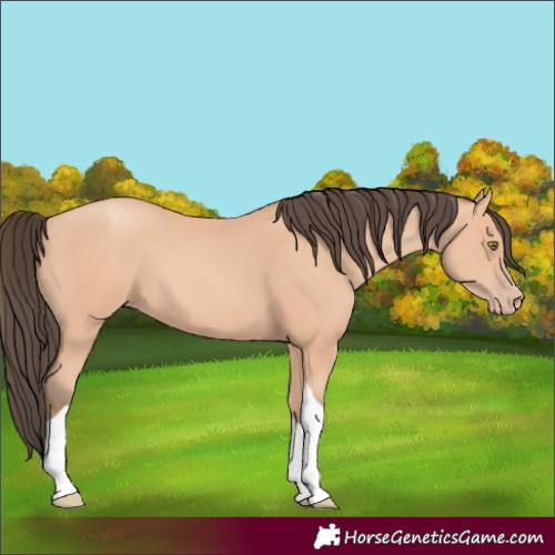 Horse Color:Amber Champagne Tobiano