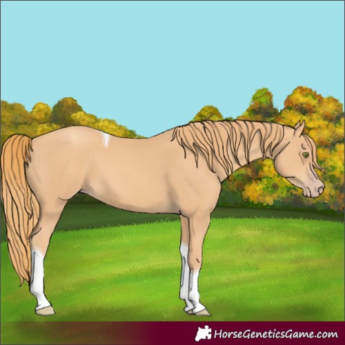Horse Color:Gold Champagne Tobiano 