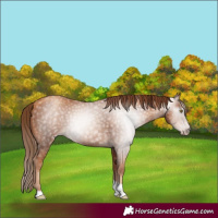 Horse Color:Gray Gold Champagne Tobiano 