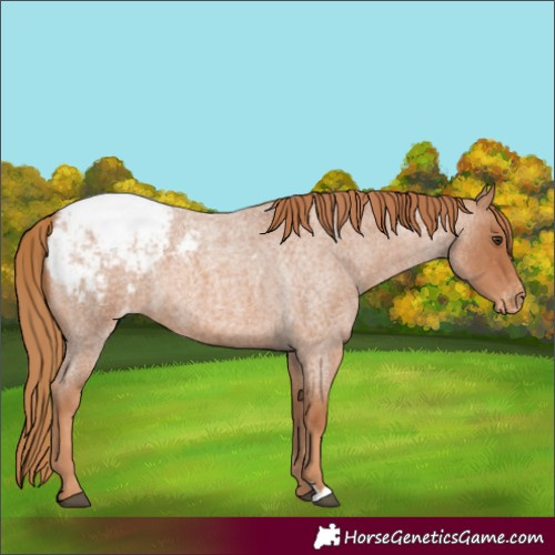 Horse Color:Red Roan Appaloosa 