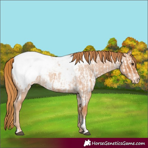 Horse Color:Red Roan Appaloosa  and Red Roan Appaloosa 