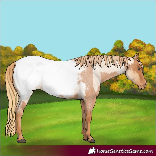 Horse Color:Red Roan Appaloosa and Red Dun Roan Appaloosa