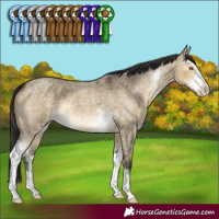 Horse Color:Buckskin Roan Dun Mushroom Sabino 