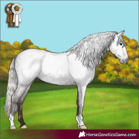 Horse Color:Gray Silver Black 