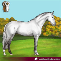 Horse Color:Gray Silver Black 