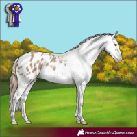 Horse Color:Classic Champagne Varnish 