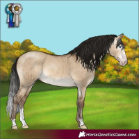 Horse Color:Gray Sable Champagne Dun Sabino Brindle