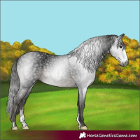 Horse Color:Gray Black Sabino Rabicano
