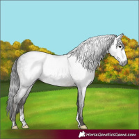 Horse Color:Gray Black Sabino Rabicano 
