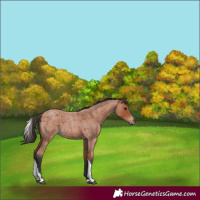 Horse Color:Bay Roan Tobiano 
