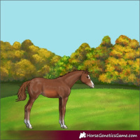 Horse Color:Chestnut 