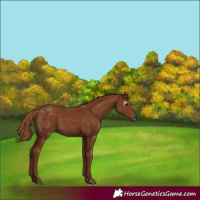 Horse Color:Gray Chestnut 