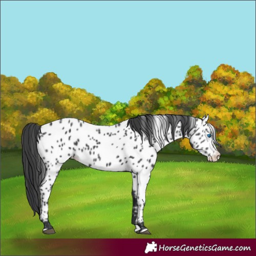 Horse Color:Black Splash Near Leopard 