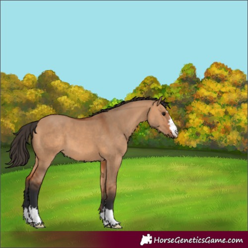 Horse Color:Bay Dun 