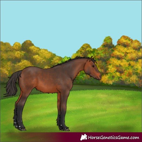 Horse Color:Bay 