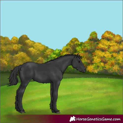 Horse Color:Black 