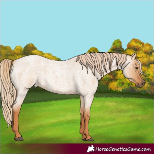 Horse Color:Red Dun Roan