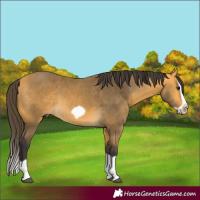 Horse Color:Buckskin Splash Frame Rabicano