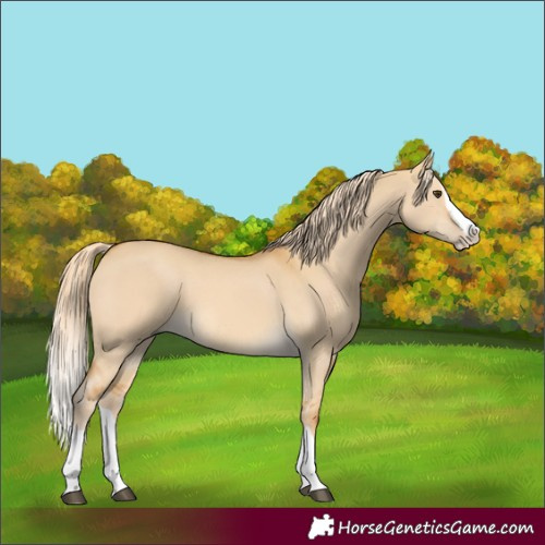 Horse Color:Palomino Dun Splash