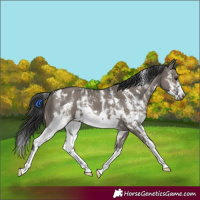 Horse Color:Grullo Sabino Splash  and Grullo Sabino Splash Frame 