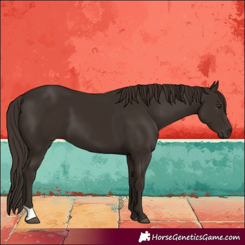 Horse Color:Liver Chestnut 