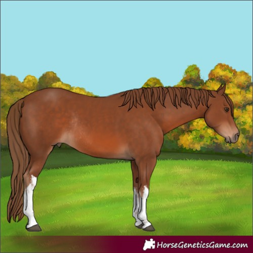 Horse Color:White Spotted Chestnut Rabicano 