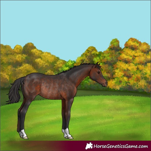 Horse Color:Brown Rabicano 