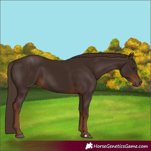 Horse Color:Liver Chestnut 