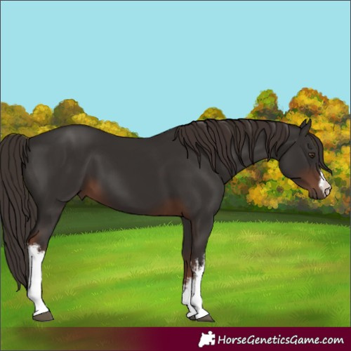 Horse Color:White Spotted Liver Chestnut 