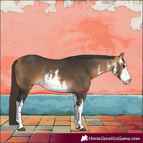 Horse Color:White Spotted Buckskin 