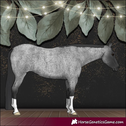 Horse Color:Blue Roan 