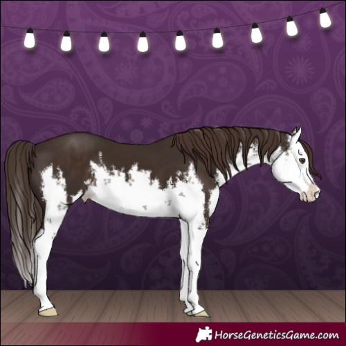 Horse Color:White Spotted Liver Chestnut Splash