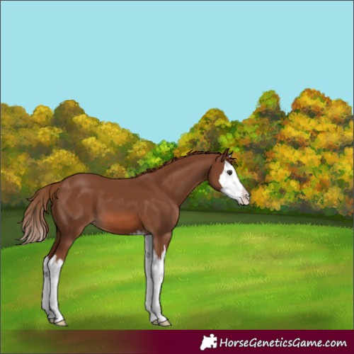 Horse Color:Chestnut Splash 