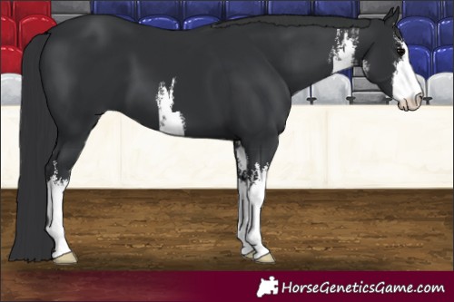 Horse Color:White Spotted Black 