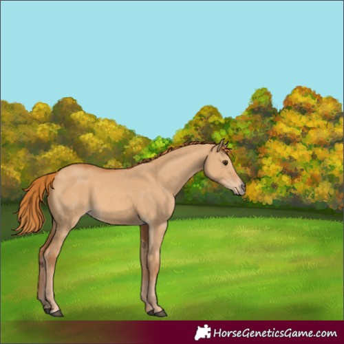 Horse Color:Red Dun 