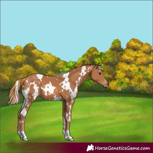 Horse Color:White Spotted Chestnut 