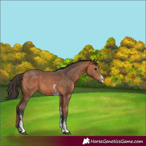 Horse Color:Bay Sabino 