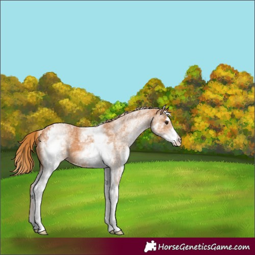 Horse Color:White Spotted Chestnut