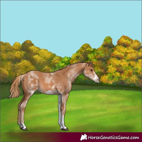 Horse Color:White Spotted Chestnut Frame 