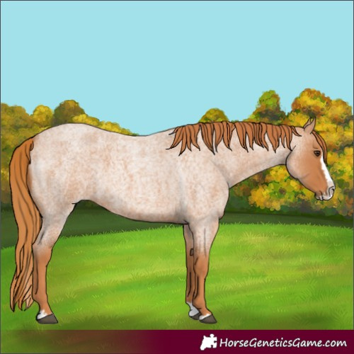 Horse Color:Red Roan Splash 