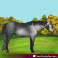 Horse Color:Gray White Spotted Liver Chestnut