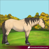 Horse Color:Buckskin