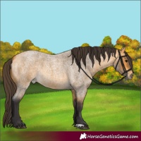 Horse Color:Buckskin Roan 