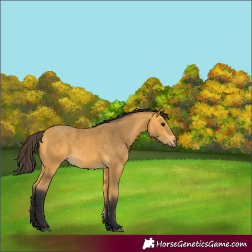 Horse Color:Buckskin