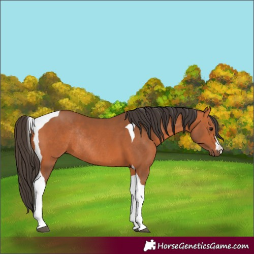 Horse Color:Bay Tobiano Rabicano 